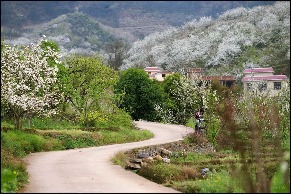 【春天，广西桂林灌阳县向您发出邀请！】我们在灌阳看梨花 - 游山玩水 - 自贡生活社区 - 自贡28生活网 zg.28life.com