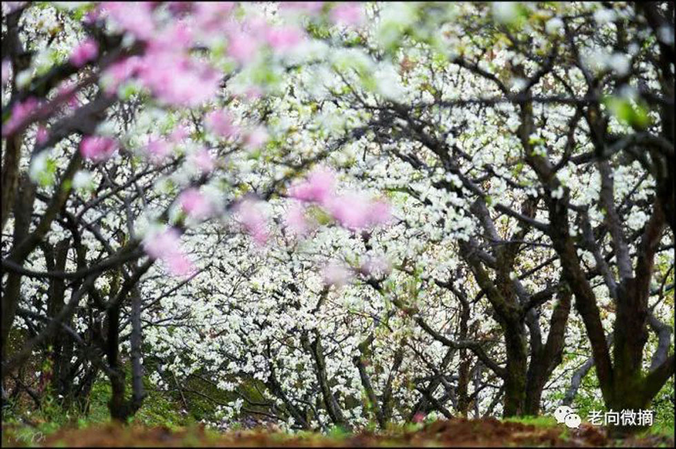 【春天，广西桂林灌阳县向您发出邀请！】我们在灌阳看梨花 - 游山玩水 - 自贡生活社区 - 自贡28生活网 zg.28life.com
