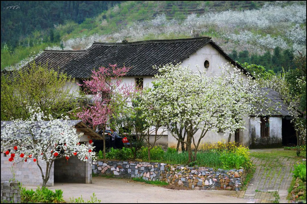 【春天，广西桂林灌阳县向您发出邀请！】我们在灌阳看梨花 - 游山玩水 - 自贡生活社区 - 自贡28生活网 zg.28life.com