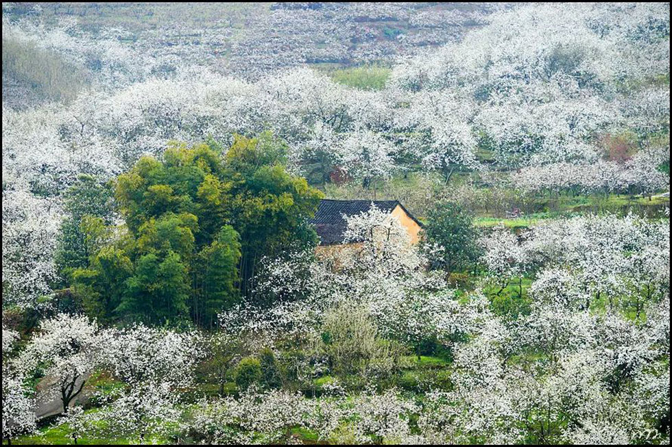 【春天，广西桂林灌阳县向您发出邀请！】我们在灌阳看梨花 - 游山玩水 - 自贡生活社区 - 自贡28生活网 zg.28life.com