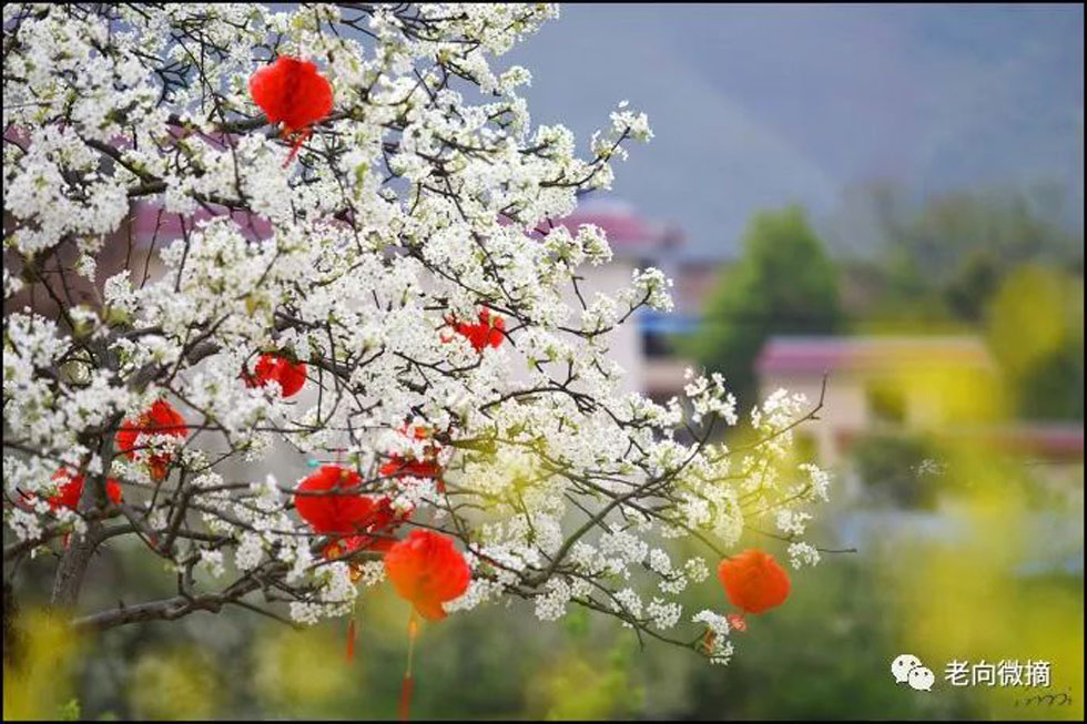 【春天，广西桂林灌阳县向您发出邀请！】我们在灌阳看梨花 - 游山玩水 - 自贡生活社区 - 自贡28生活网 zg.28life.com