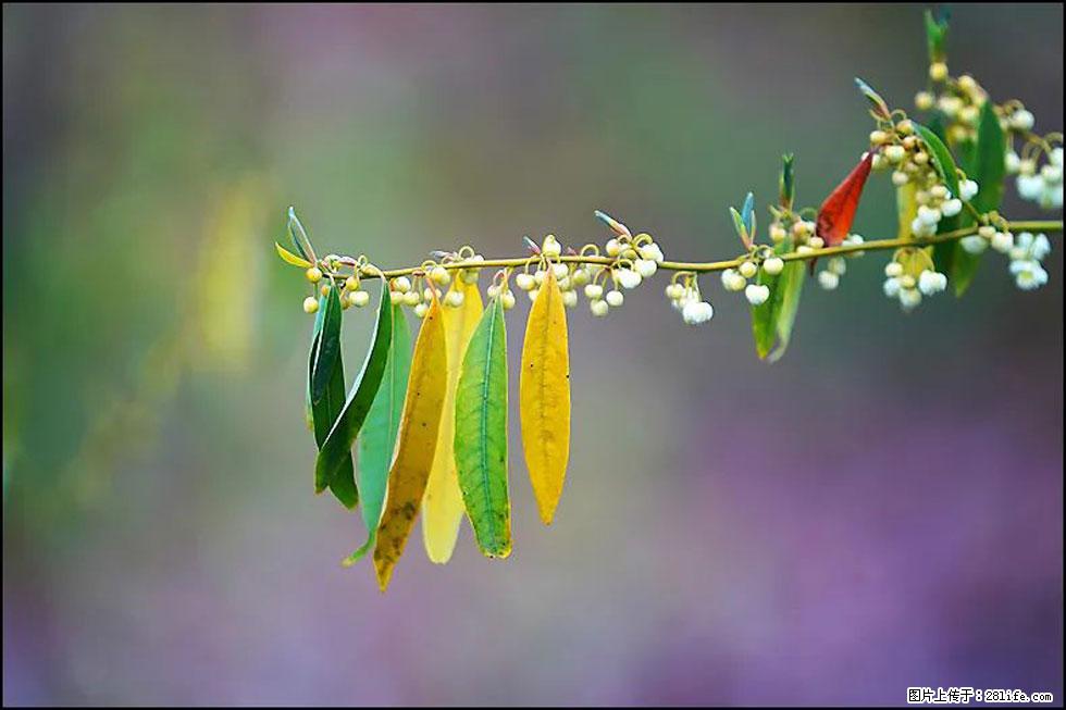 【春天，广西桂林灌阳县向您发出邀请！】米珠山前有片山苍子花在飘香 - 游山玩水 - 自贡生活社区 - 自贡28生活网 zg.28life.com