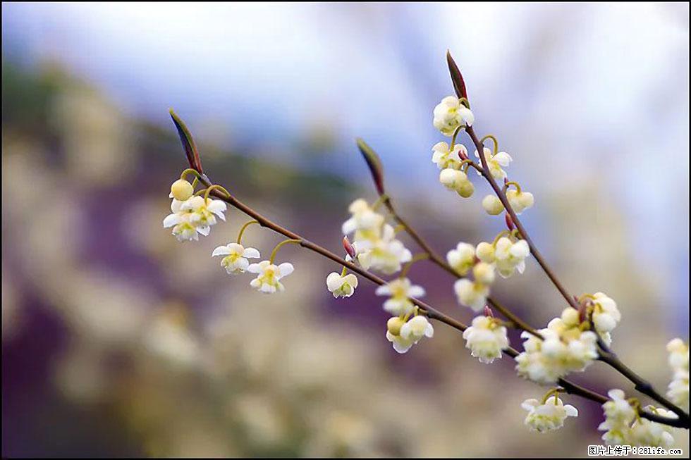 【春天，广西桂林灌阳县向您发出邀请！】米珠山前有片山苍子花在飘香 - 游山玩水 - 自贡生活社区 - 自贡28生活网 zg.28life.com