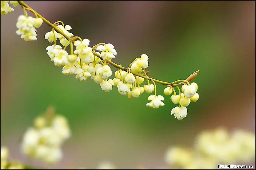【春天，广西桂林灌阳县向您发出邀请！】米珠山前有片山苍子花在飘香 - 游山玩水 - 自贡生活社区 - 自贡28生活网 zg.28life.com