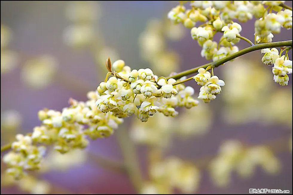 【春天，广西桂林灌阳县向您发出邀请！】米珠山前有片山苍子花在飘香 - 游山玩水 - 自贡生活社区 - 自贡28生活网 zg.28life.com