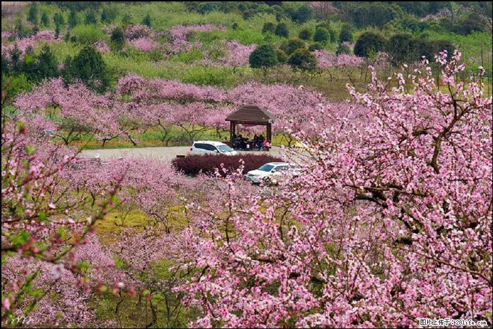 【春天，广西桂林灌阳县向您发出邀请！】官庄村有个醉美的桃花园 - 游山玩水 - 自贡生活社区 - 自贡28生活网 zg.28life.com