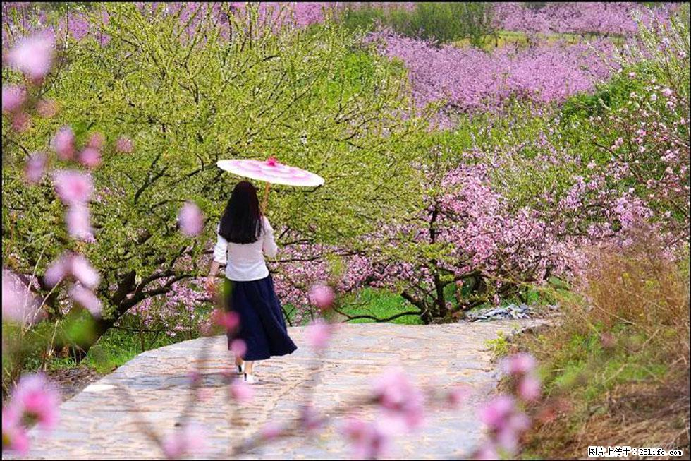 【春天，广西桂林灌阳县向您发出邀请！】官庄村有个醉美的桃花园 - 游山玩水 - 自贡生活社区 - 自贡28生活网 zg.28life.com