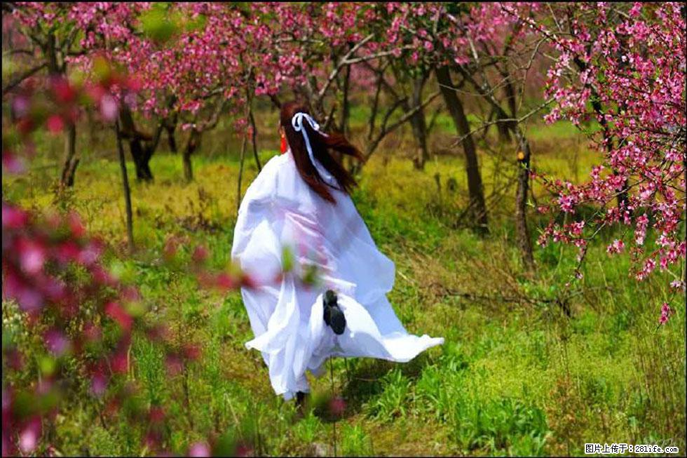 【春天，广西桂林灌阳县向您发出邀请！】官庄村有个醉美的桃花园 - 游山玩水 - 自贡生活社区 - 自贡28生活网 zg.28life.com