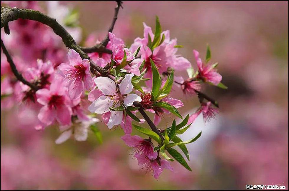 【春天，广西桂林灌阳县向您发出邀请！】官庄村有个醉美的桃花园 - 游山玩水 - 自贡生活社区 - 自贡28生活网 zg.28life.com