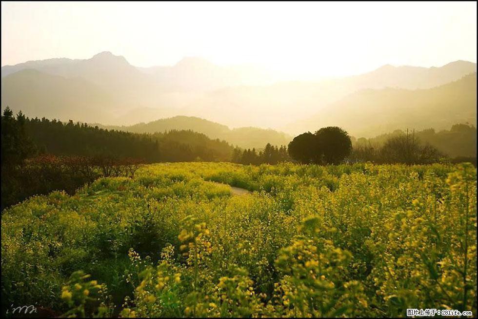 【春天,广西桂林灌阳县向您发出邀请!】长坪村油菜盛情花开 - 游山玩水 - 自贡生活社区 - 自贡28生活网 zg.28life.com