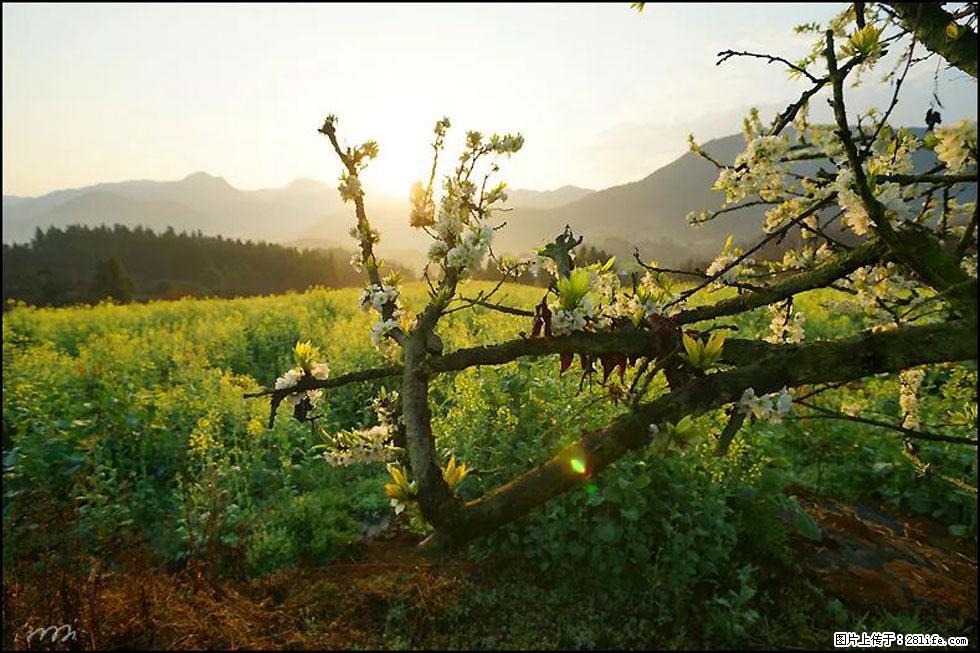 【春天,广西桂林灌阳县向您发出邀请!】长坪村油菜盛情花开 - 游山玩水 - 自贡生活社区 - 自贡28生活网 zg.28life.com