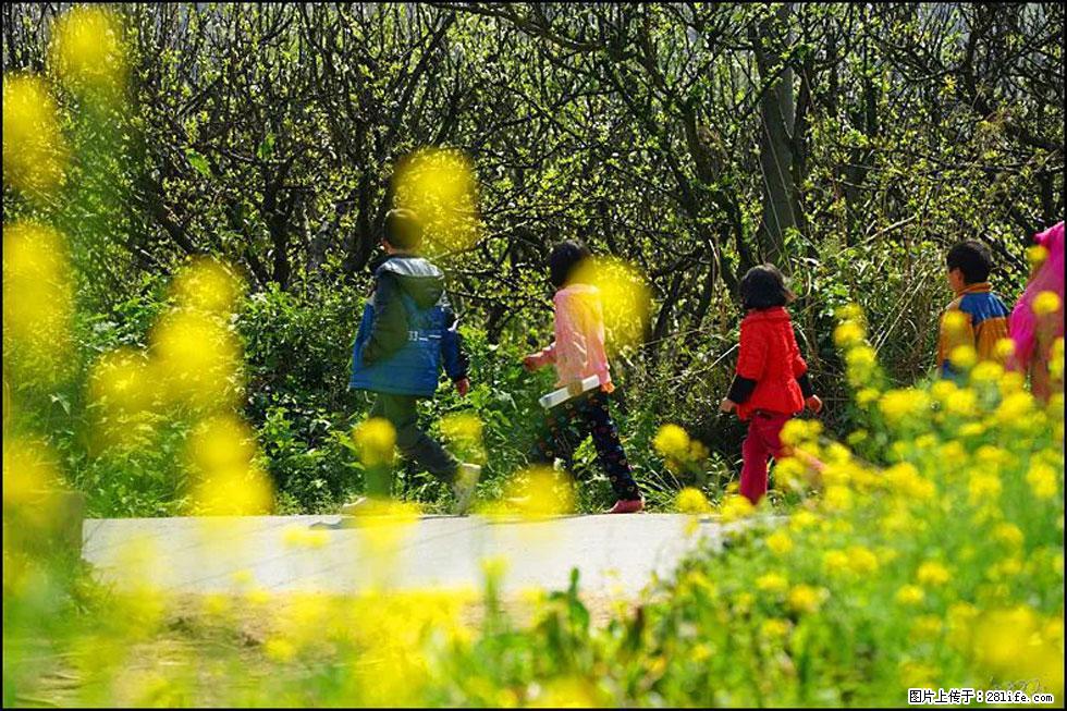 【春天,广西桂林灌阳县向您发出邀请!】长坪村油菜盛情花开 - 游山玩水 - 自贡生活社区 - 自贡28生活网 zg.28life.com