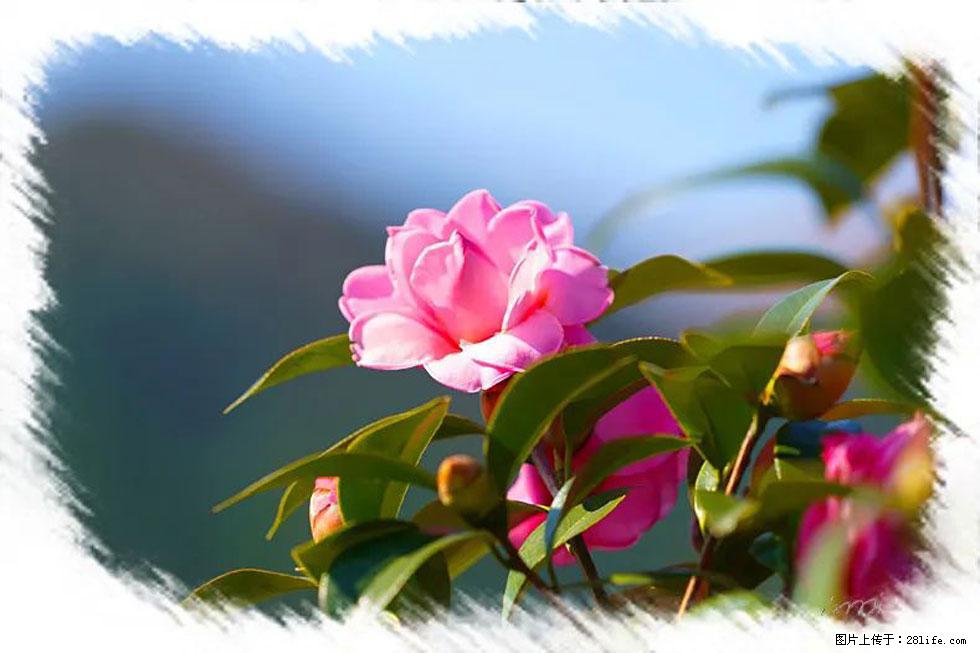 【春天,广西桂林灌阳县向您发出邀请!】杨柳井茶花惹人爱 - 游山玩水 - 自贡生活社区 - 自贡28生活网 zg.28life.com