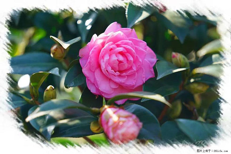 【春天,广西桂林灌阳县向您发出邀请!】杨柳井茶花惹人爱 - 游山玩水 - 自贡生活社区 - 自贡28生活网 zg.28life.com