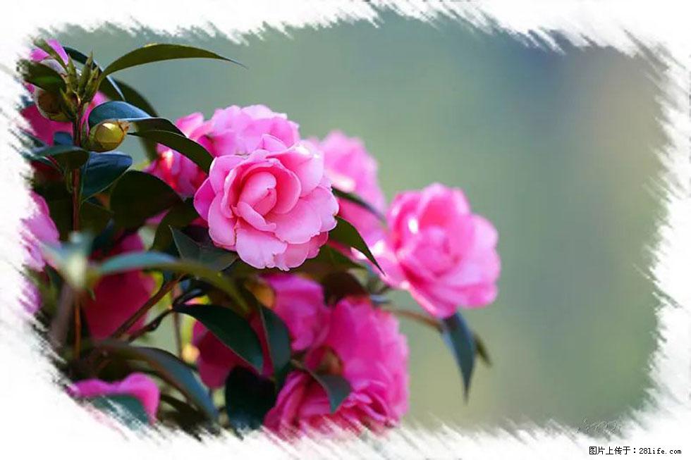 【春天,广西桂林灌阳县向您发出邀请!】杨柳井茶花惹人爱 - 游山玩水 - 自贡生活社区 - 自贡28生活网 zg.28life.com