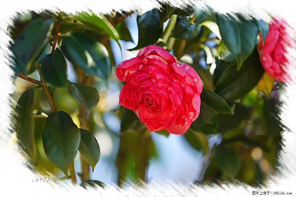 【春天,广西桂林灌阳县向您发出邀请!】杨柳井茶花惹人爱 - 游山玩水 - 自贡生活社区 - 自贡28生活网 zg.28life.com