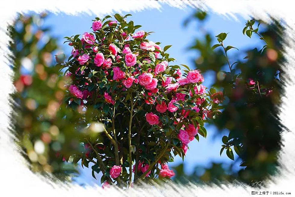 【春天,广西桂林灌阳县向您发出邀请!】杨柳井茶花惹人爱 - 游山玩水 - 自贡生活社区 - 自贡28生活网 zg.28life.com