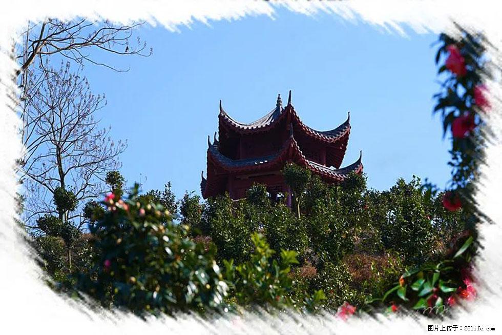 【春天,广西桂林灌阳县向您发出邀请!】杨柳井茶花惹人爱 - 游山玩水 - 自贡生活社区 - 自贡28生活网 zg.28life.com