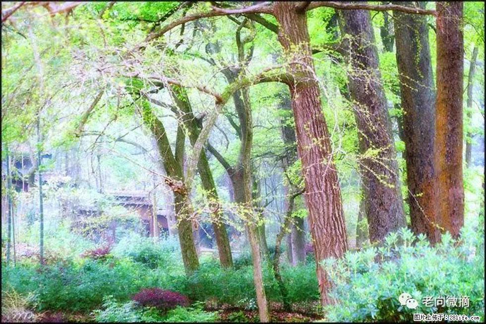 【春天,广西桂林灌阳县向您发出邀请!】在小龙村与春天约会 - 游山玩水 - 自贡生活社区 - 自贡28生活网 zg.28life.com