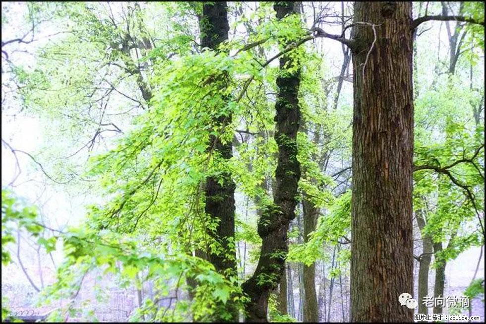 【春天,广西桂林灌阳县向您发出邀请!】在小龙村与春天约会 - 游山玩水 - 自贡生活社区 - 自贡28生活网 zg.28life.com