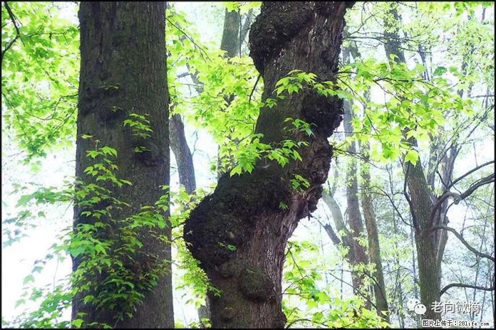 【春天,广西桂林灌阳县向您发出邀请!】在小龙村与春天约会 - 游山玩水 - 自贡生活社区 - 自贡28生活网 zg.28life.com