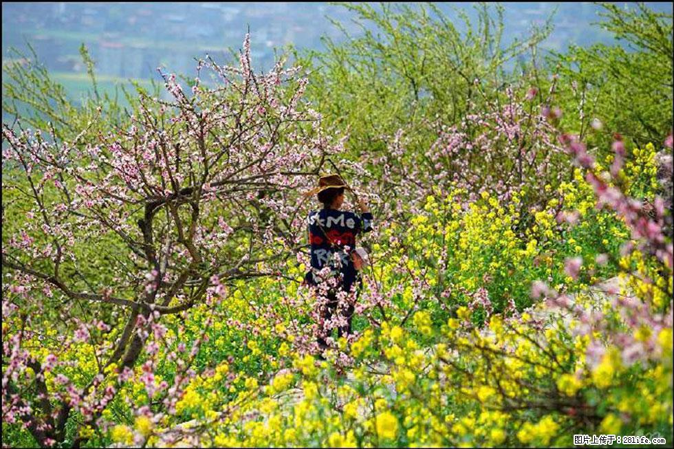 【春天,广西桂林灌阳县向您发出邀请!】望月岭上桃花开 - 游山玩水 - 自贡生活社区 - 自贡28生活网 zg.28life.com