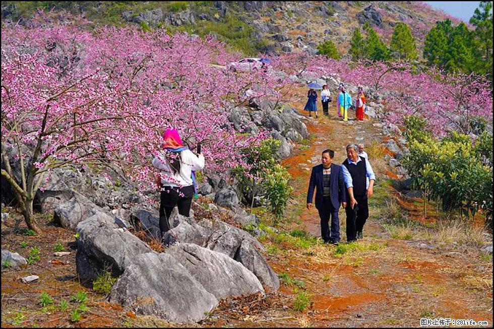 【春天,广西桂林灌阳县向您发出邀请!】望月岭上桃花开 - 游山玩水 - 自贡生活社区 - 自贡28生活网 zg.28life.com