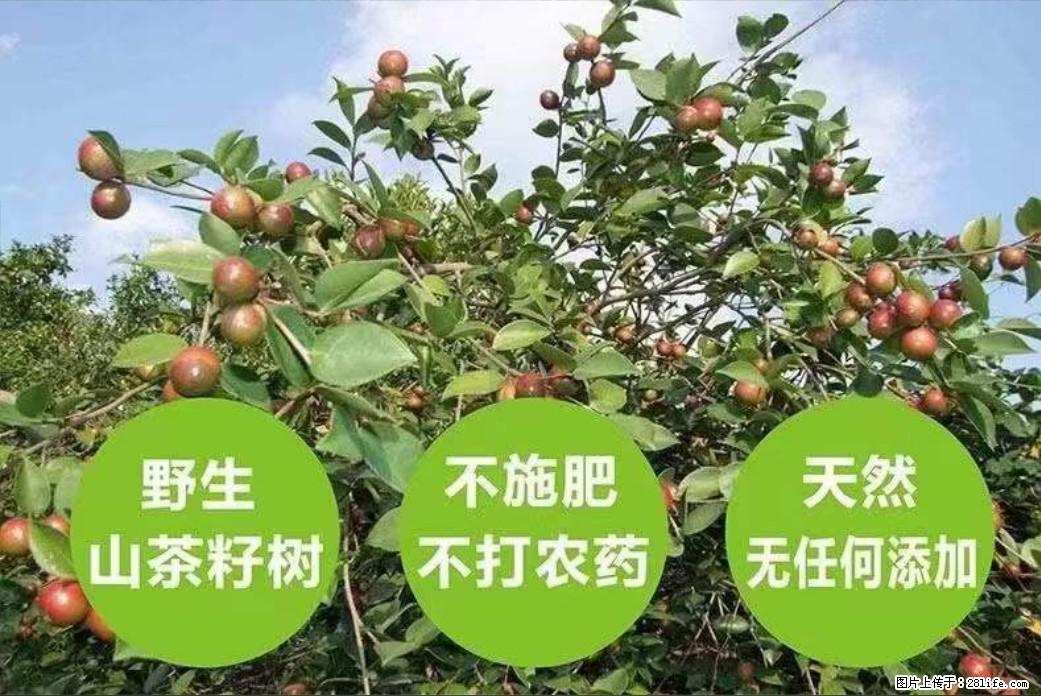 【灌阳县油茶产业示范区】一个有着充实的精神生活的人，对待身外之物自会有一种淡泊的态度 - 土特产 - 饮食特产 - 自贡分类信息 - 自贡28生活网 zg.28life.com