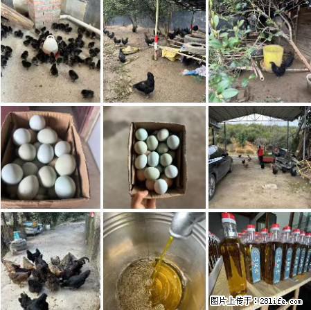 油茶园从小鸡仔开始养起的纯土鸡、土鸡蛋可以预定啦!还有前几天刚榨的纯山茶油哦 - 美食天地 - 自贡生活社区 - 自贡28生活网 zg.28life.com