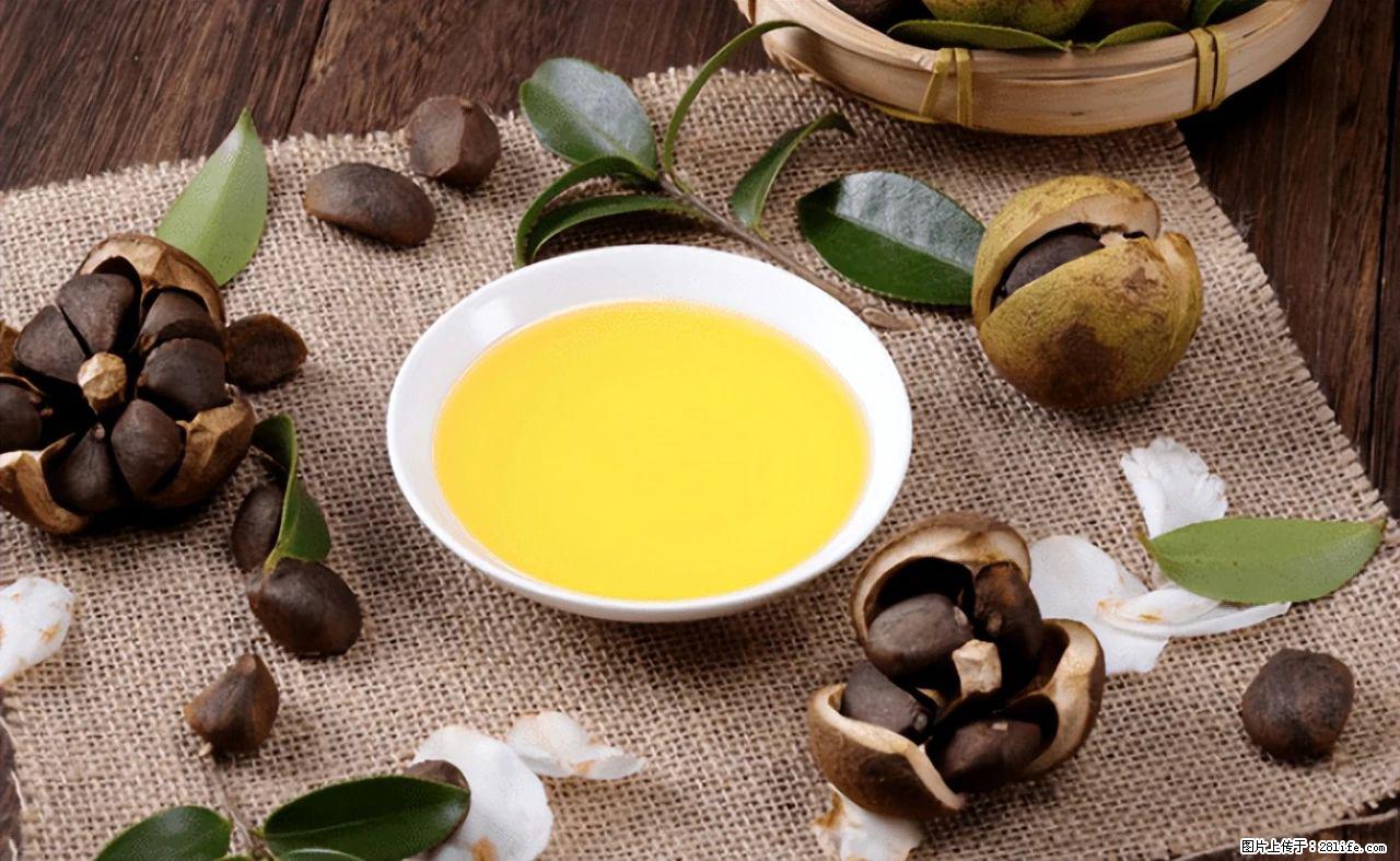 揭秘茶油的5大核心营养成分!被称为人体健康的“守护盾”! - 自贡生活资讯 - 自贡28生活网 zg.28life.com