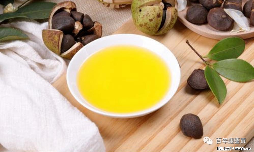 揭秘茶油的5大核心营养成分!被称为人体健康的“守护盾”! - 自贡生活资讯 - 自贡28生活网 zg.28life.com
