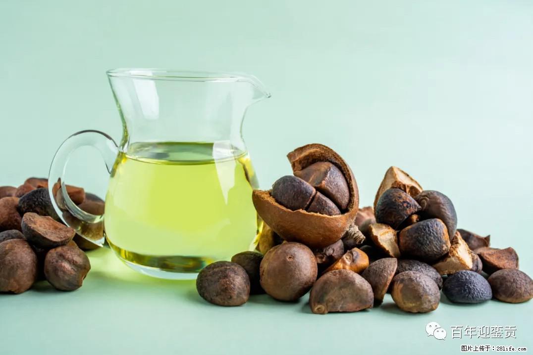 世界没有真相，只有认知，最好的食用油是中国的山茶油！ - 自贡生活资讯 - 自贡28生活网 zg.28life.com