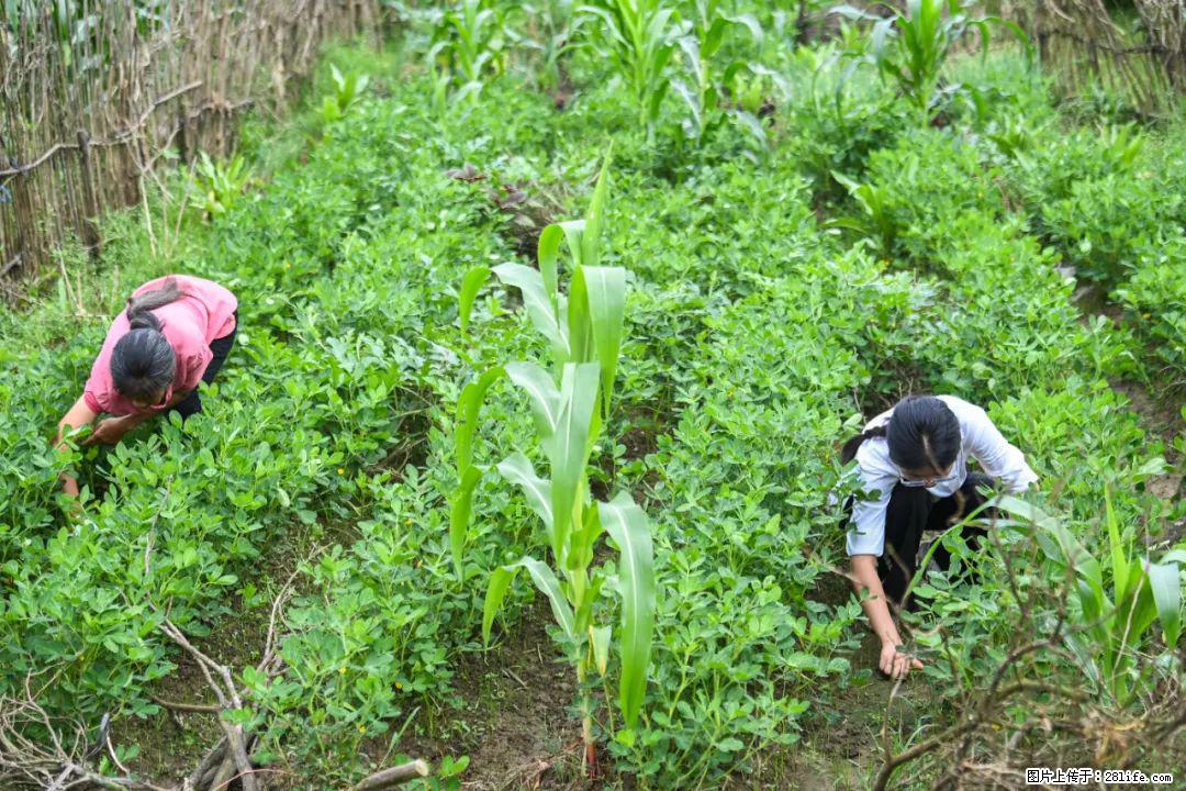 全网追的“扁担女孩”,找了一份暑假工,时薪12元 - 自贡生活资讯 - 自贡28生活网 zg.28life.com
