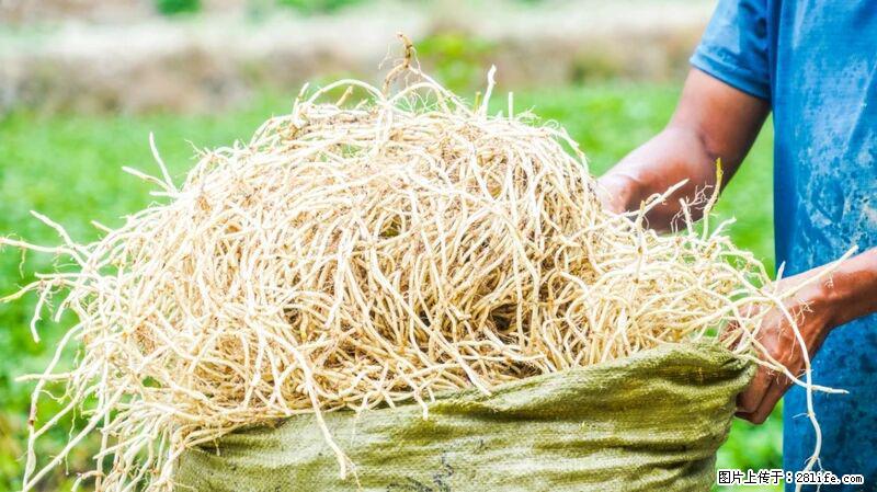 堪称“最难吃”的蔬菜，却是 “抗辐射神器”，还能护肺、清热、止咳化痰！ - 自贡生活资讯 - 自贡28生活网 zg.28life.com