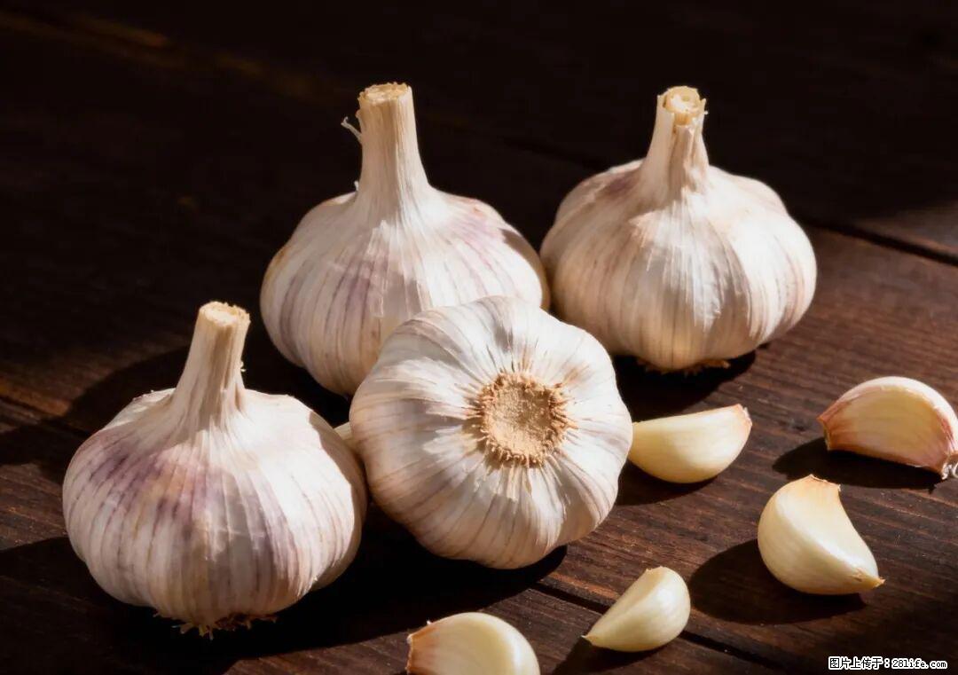 关于大蒜，除了“天然抗生素”，这4个谣言更该警惕! - 自贡生活资讯 - 自贡28生活网 zg.28life.com